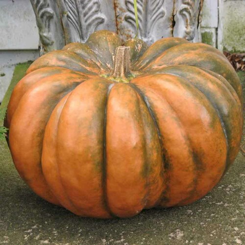 Musquee-de-Provence-PumpkinBC2__43424.1621536272.jpg
