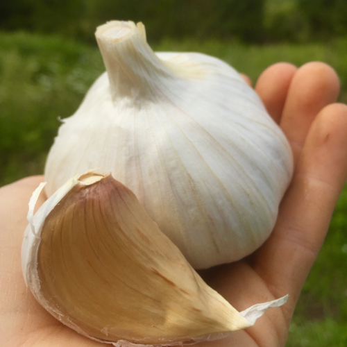 Organic Heirloom Garlic 5348801 1