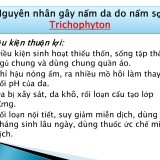 Dropstar-vs-Qnovid-mo---tinefin-27