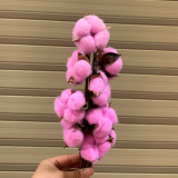 Bong-gon-don-kho-hong