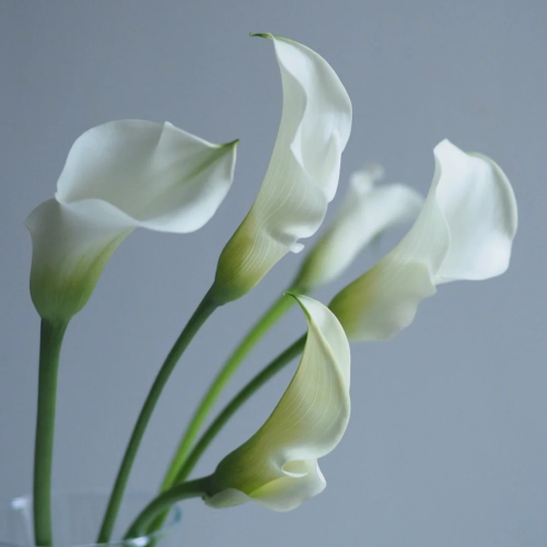 Calla-Lily-Trang.png