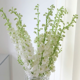 Delphin-trang-