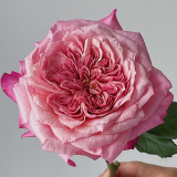 Hong-Miyabi-