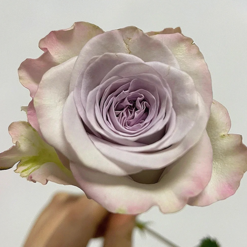 Hong-Purple-Heart-.png