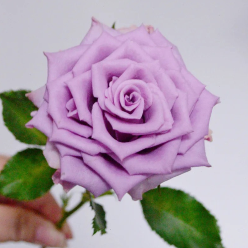Hong-Tim-Hoang-Hau-.png