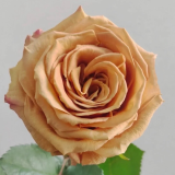 Hong-Toffe-