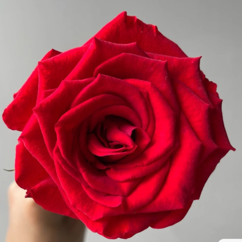 Hong-True-Love-.png