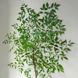 La-Nam-Thien-Xanh