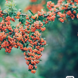 Pyracantha-cam-