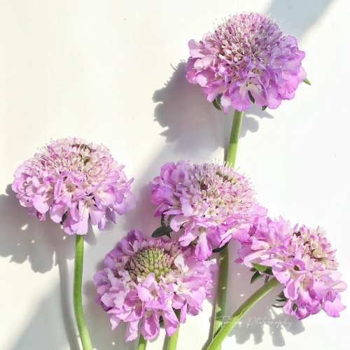 Scabiosa-Tim-Nhat-.png