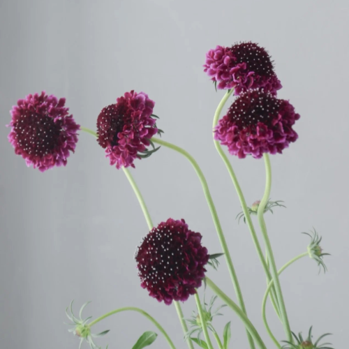 Scabiosa-d-man.png