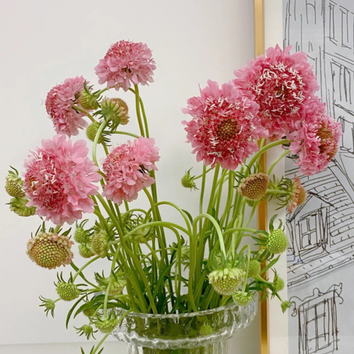 Scabiosa-hong.png