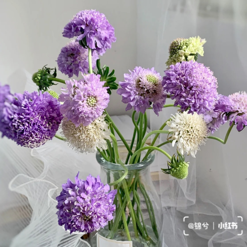 Scabiosa-tim.png