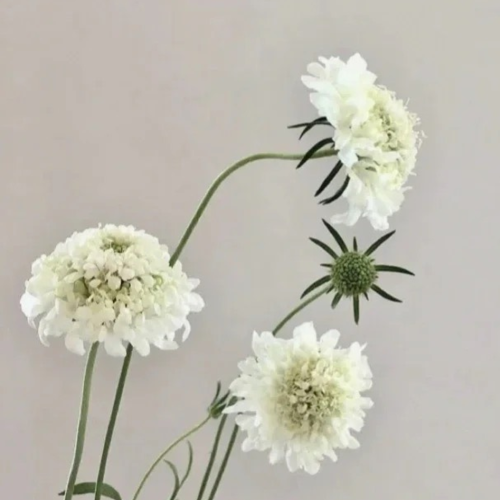 Scabiosa-trang.png