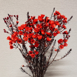 Thanh-lieu-d-