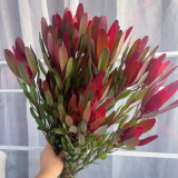 Tulip-Nam-Phi-d-chum