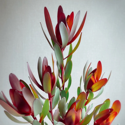Tulip-Nam-Phi-d.png