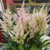 Hoa-Astilbe-A