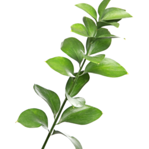 la-chanh.png