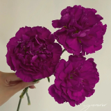Phang-tim-