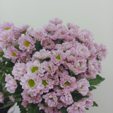 Cuc-Roosi-Hong