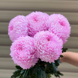 Cuc-Mu-Don-Nhuom-Hong-Nhat