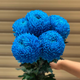 Cuc-Mu-Don-Nhuom-Xanh-Duong