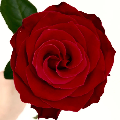 b47b1bff32e94dc4ee1a33699ea6d529.png