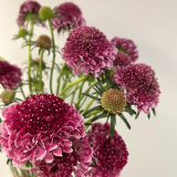 scabiosa-d