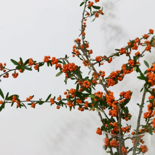 Pyracantha-Cam-.png