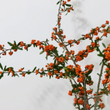 Pyracantha-Cam-