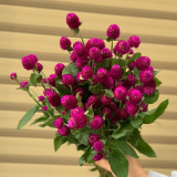 Thien-Nhat-tim-