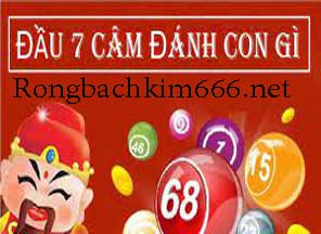 dau-7-cam-danh-con-gi-den-216-296.jpg