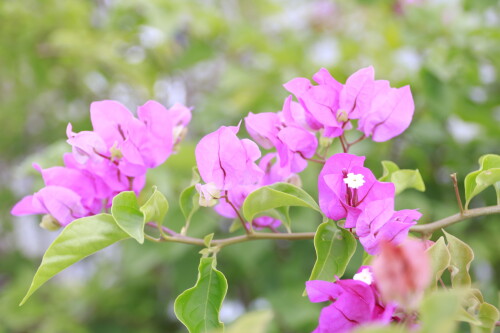 _MG_4260.jpg