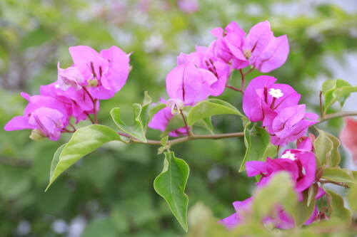 _MG_4265.jpg