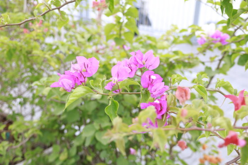 _MG_4270.jpg