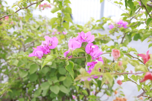 _MG_4273.jpg