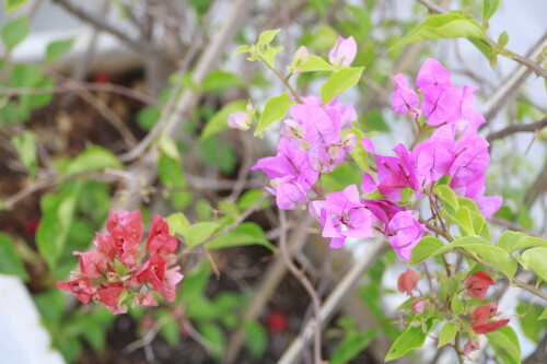 _MG_4280.jpg