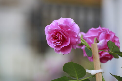 _MG_4487.jpg