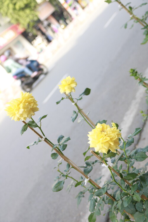 _MG_4491.jpg