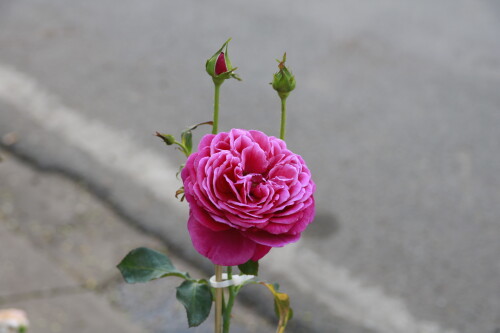 _MG_4507.jpg