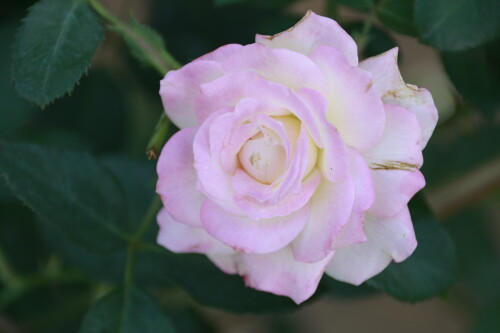 _MG_4511.jpg