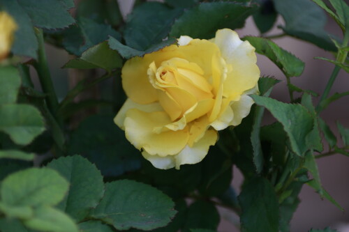 _MG_4513.jpg