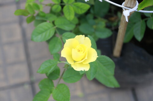 _MG_4526.jpg