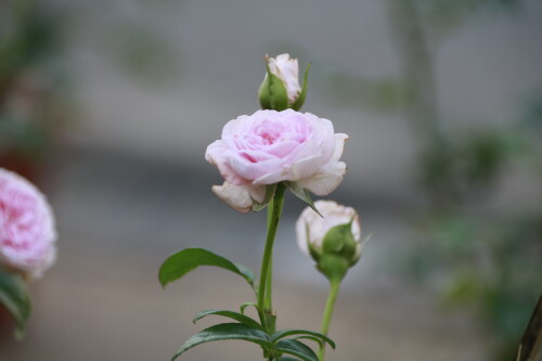 _MG_4536.jpg