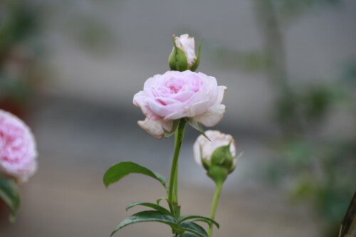 _MG_4537.jpg