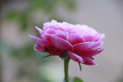 _MG_4538.jpg