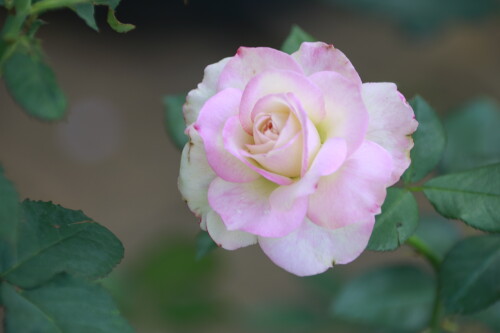 _MG_4544.jpg