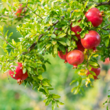 0003568_wonderful-pomegranate_510da3d3955fa12ea51.png