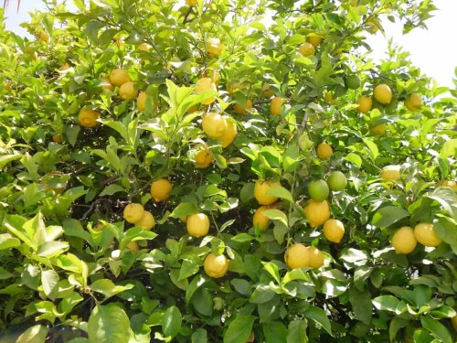 Grow-Lemon-Tree-from-Seed68508e6d078bbb1e8.jpg